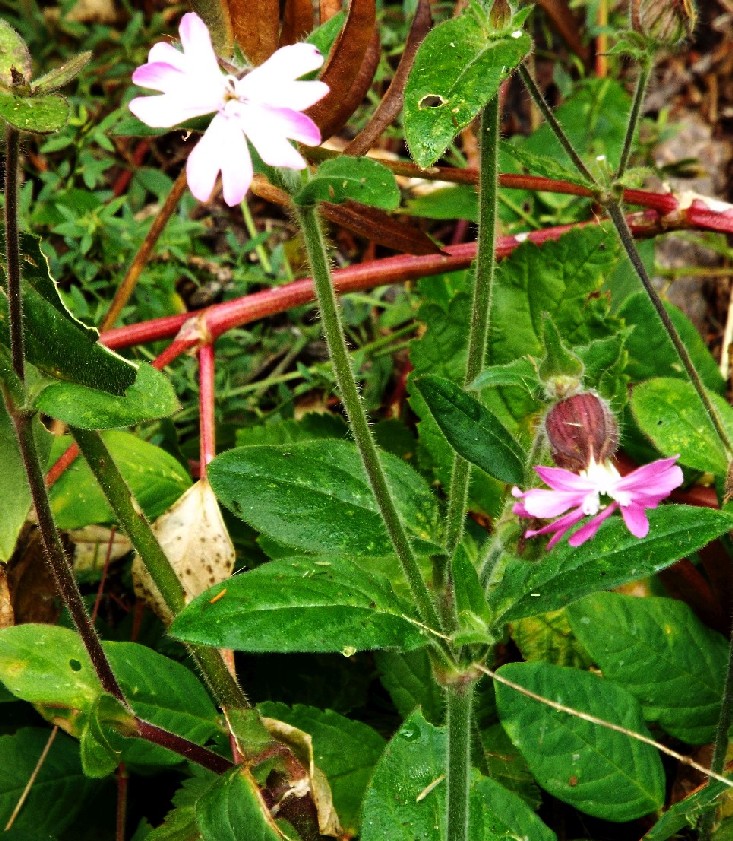 Silene dioica